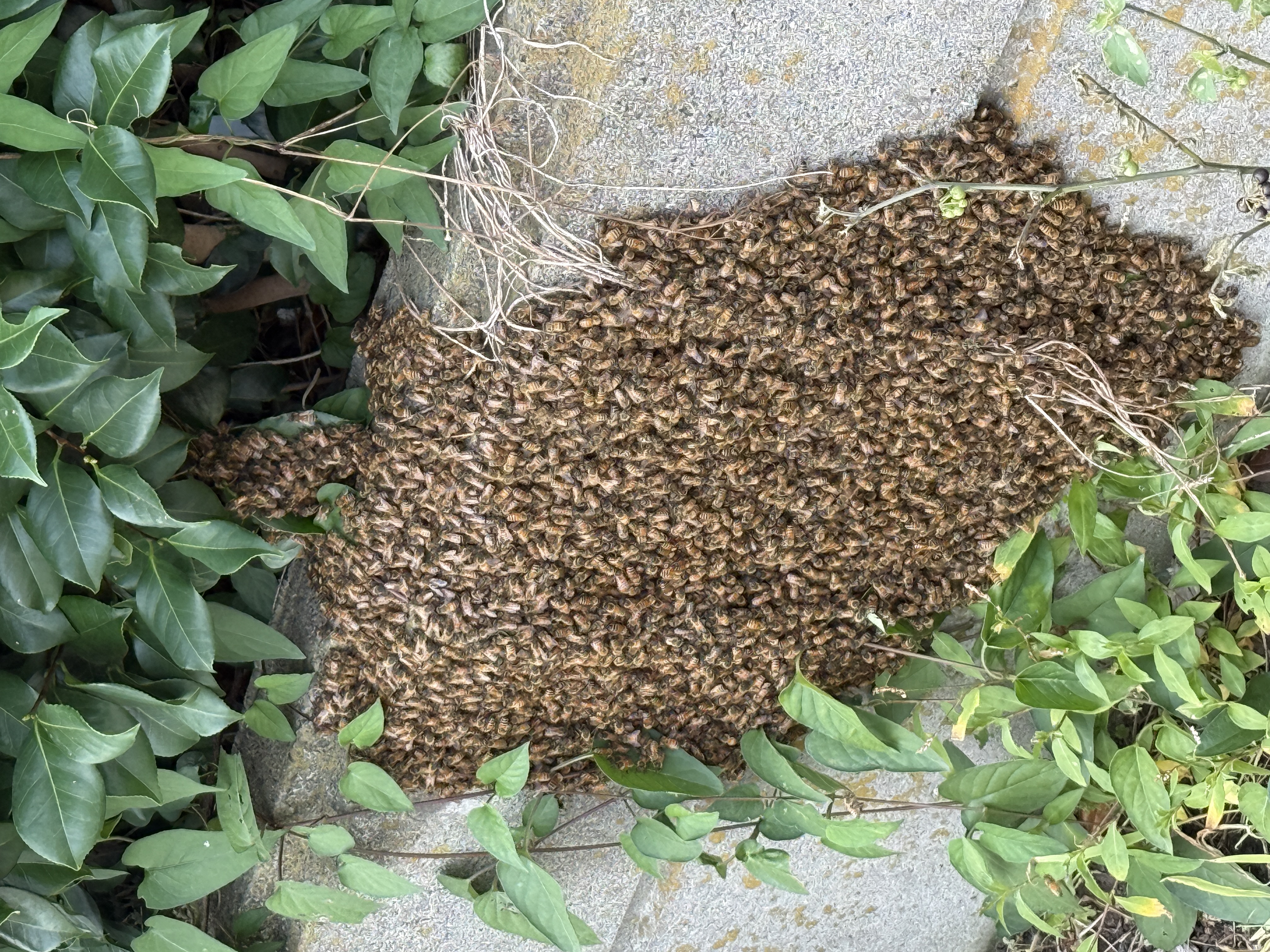 玄関先・地面への蜂の分蜂群