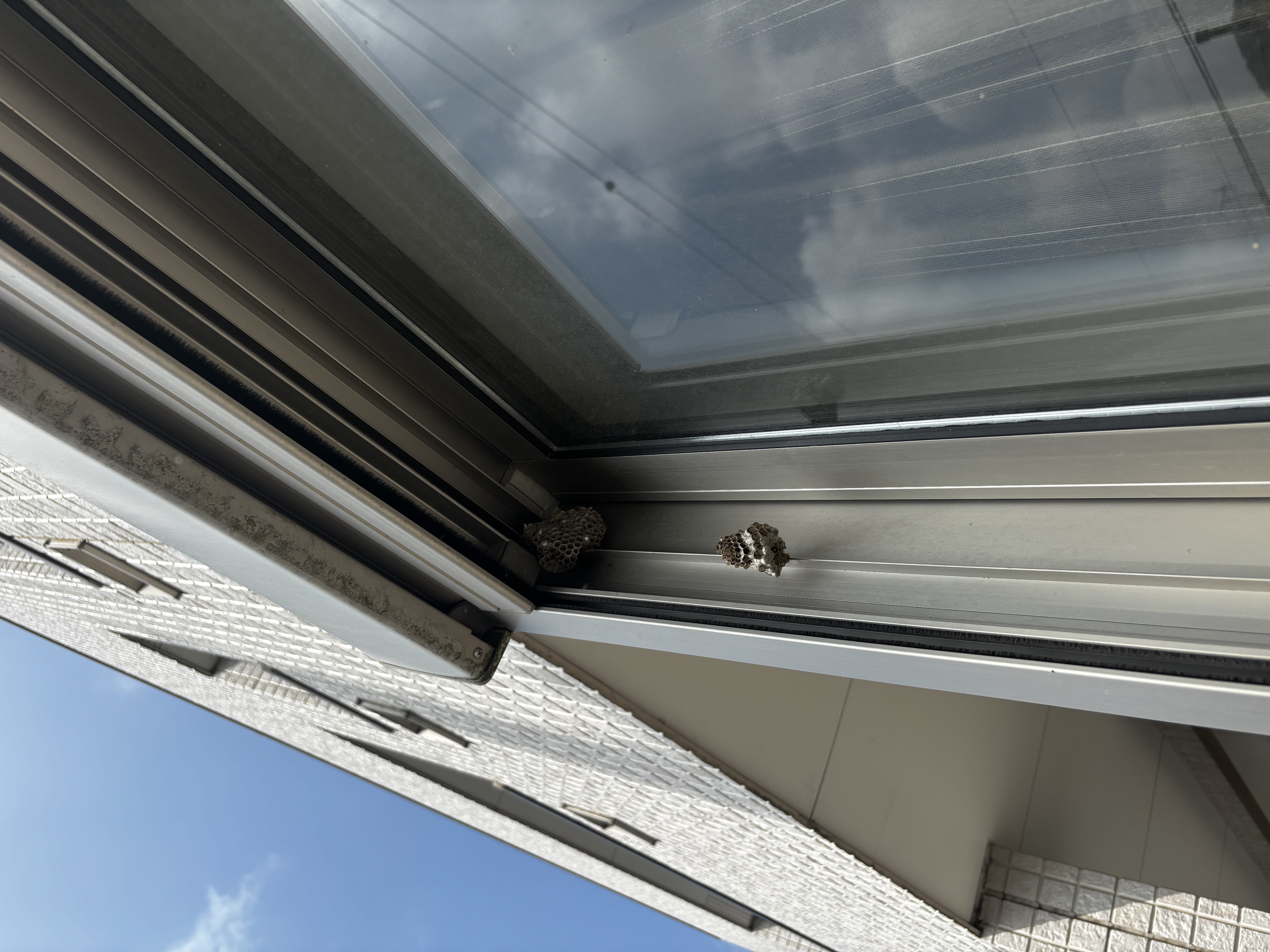 天窓・採光窓のサッシ部分の蜂の巣