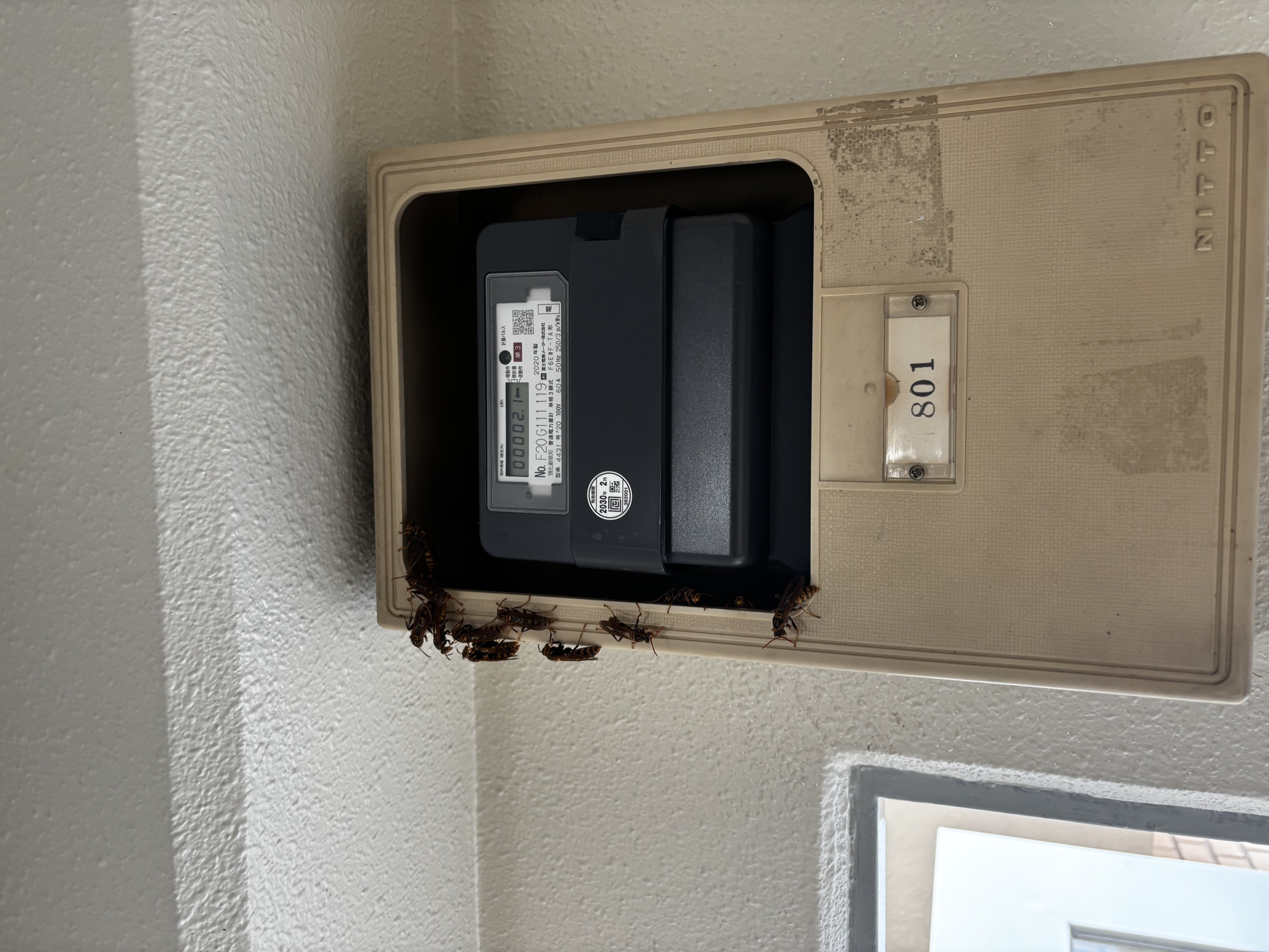 電気メーターボックス周辺に集まる蜂