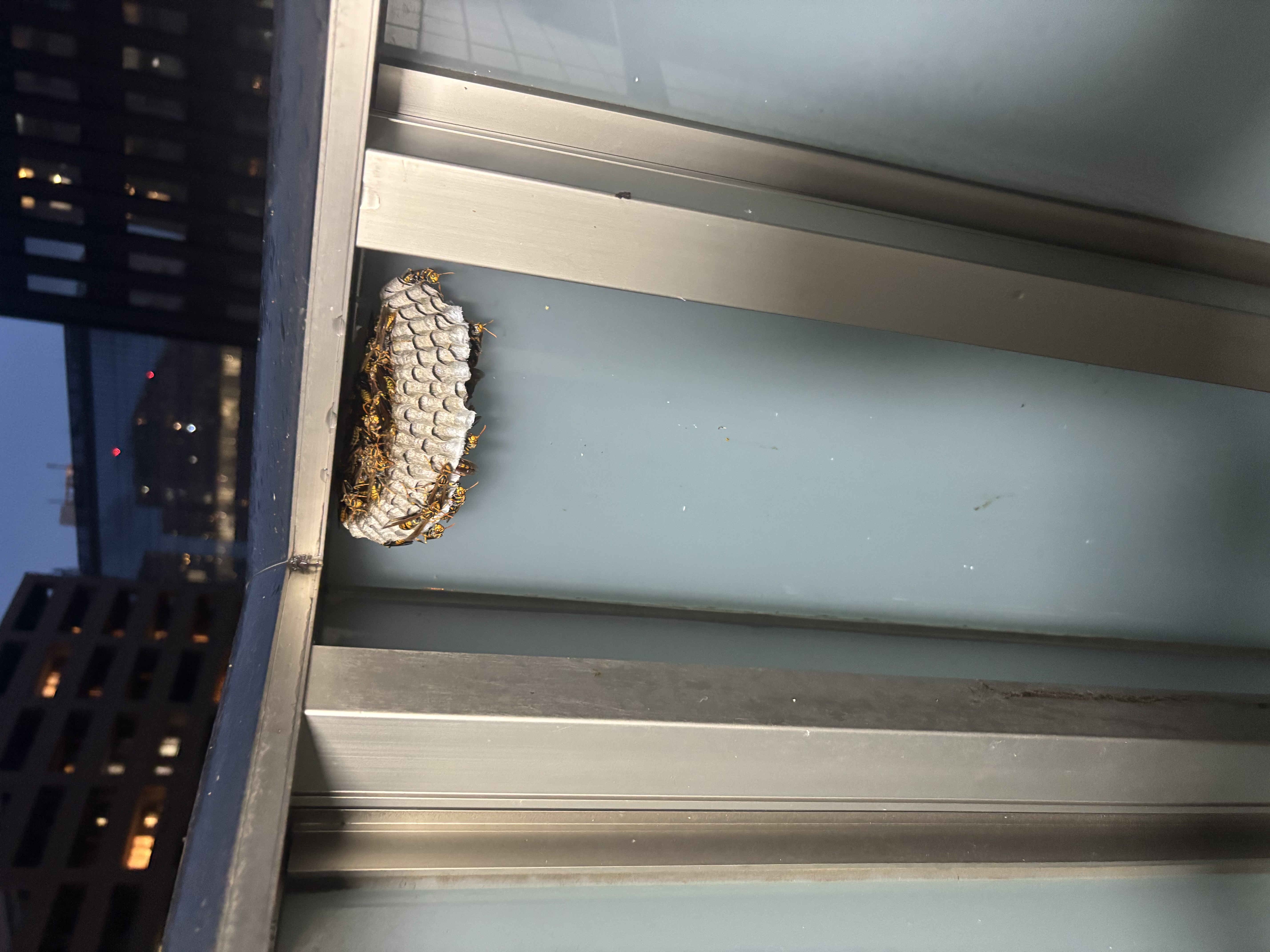 高層マンションのベランダ窓サッシの蜂の巣（夜間）