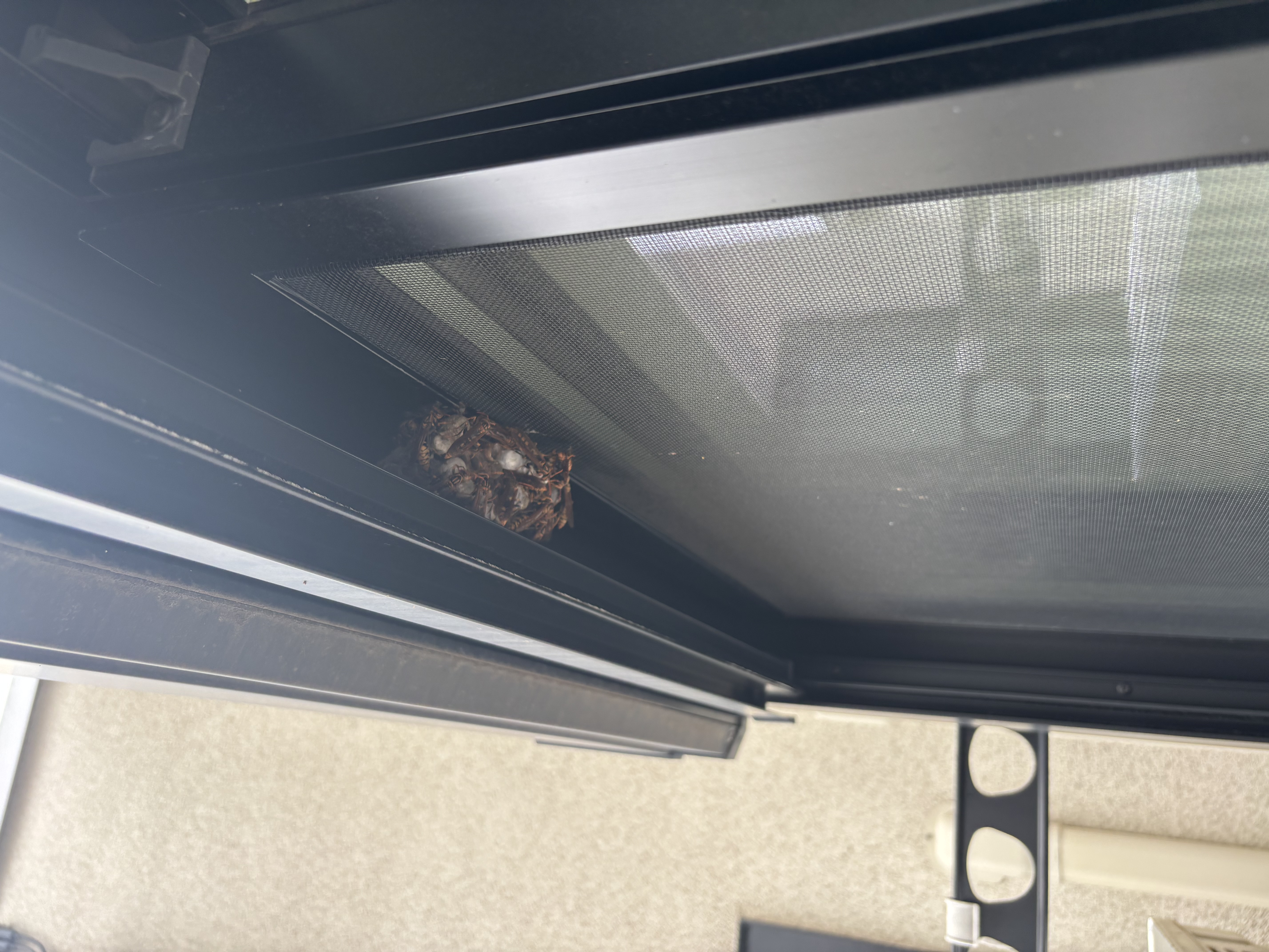 窓の網戸・サッシ枠の隙間にできた蜂の巣