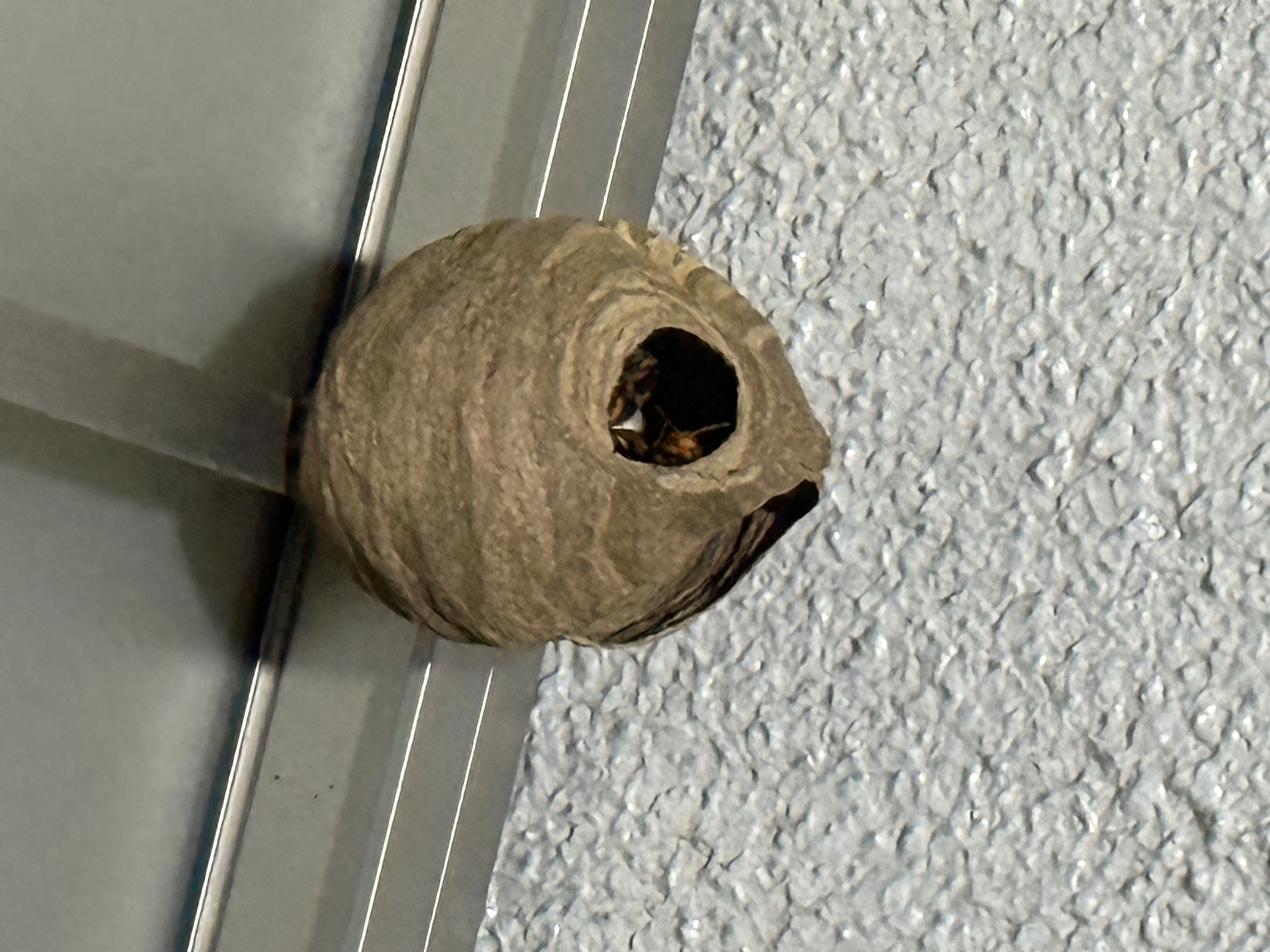雨戸・サッシの隙間にできた蜂の巣