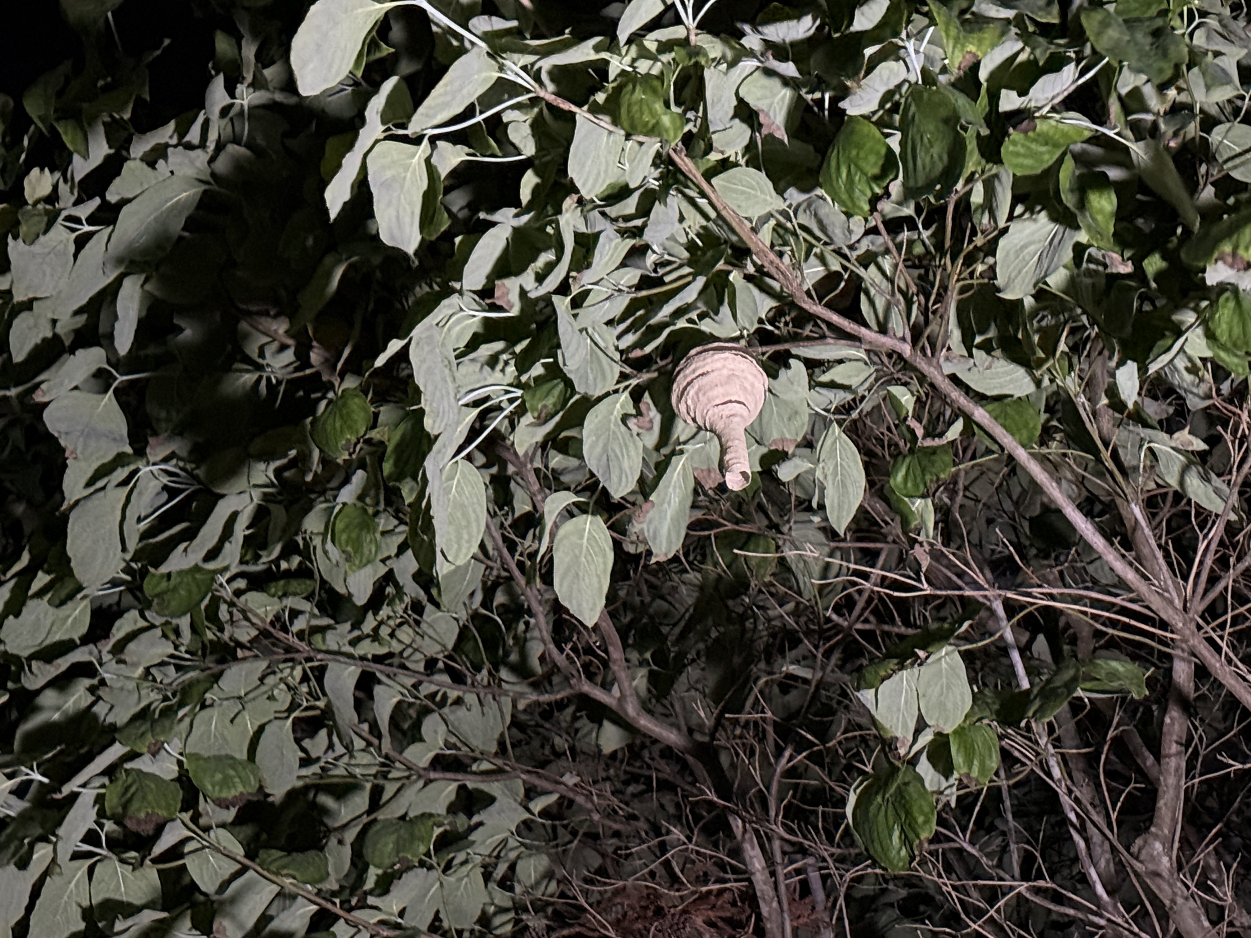 庭木・生垣の中に作られた大型のスズメバチの巣