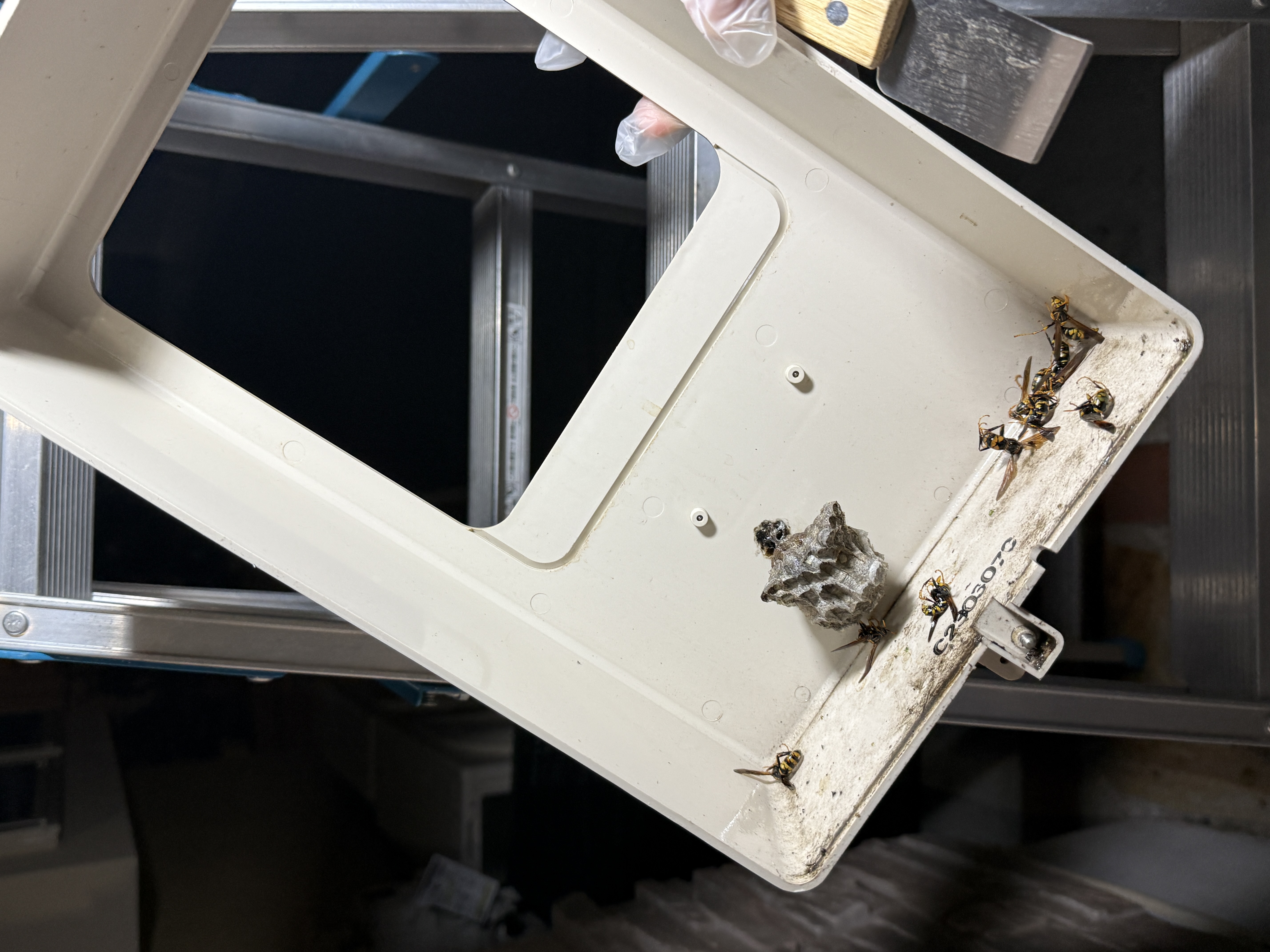 屋外照明・ライトカバーの中の蜂の巣